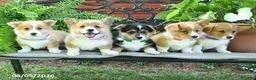 Welsh Corgi Pembroke dogs for sale: Ryan - Ad 6