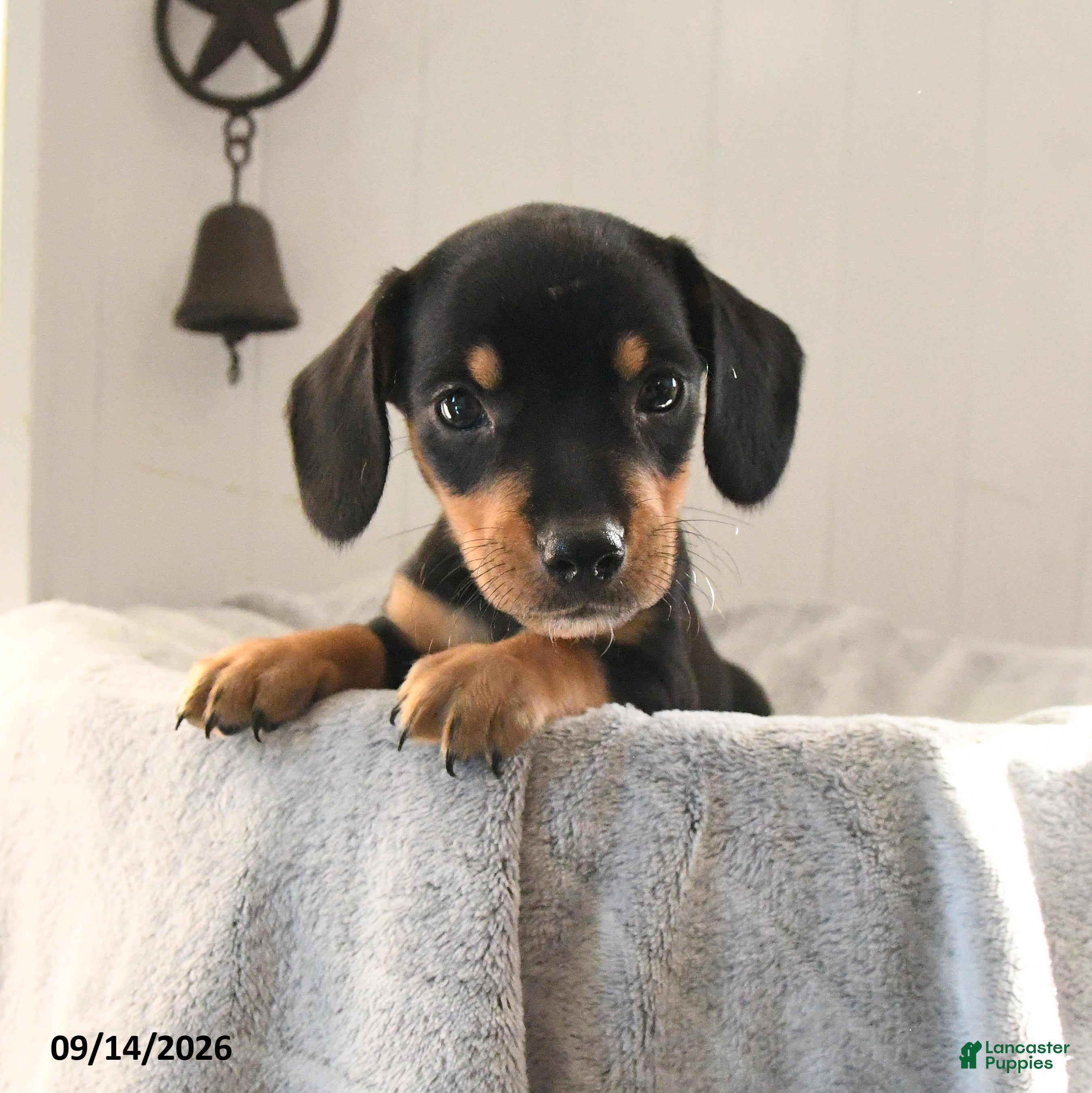 Mixed Breed dogs Odie - Ad 1