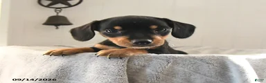 Odie