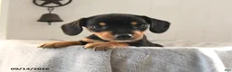 Mixed Breed dogs for sale: Odie - Ad 1