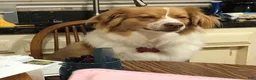Australian Shepherd dogs for sale: Australian Shepherd 3 Freckles - Ad 10