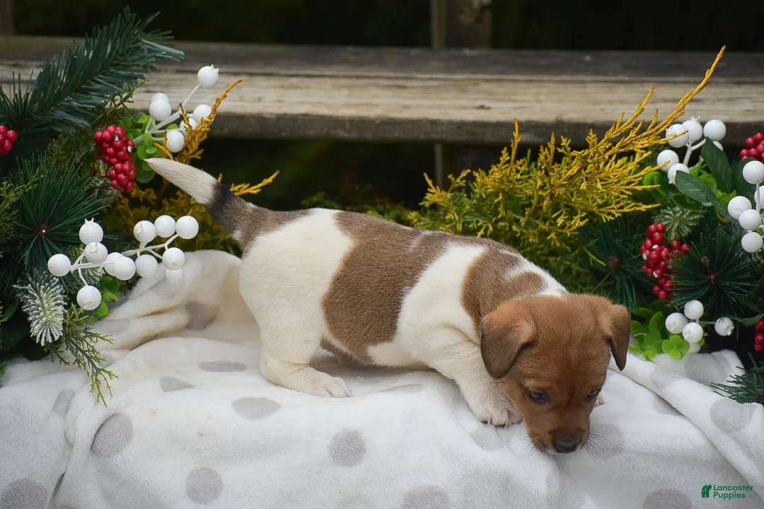 Jack Russell Terrier dogs for sale: Pebbles - Ad 3