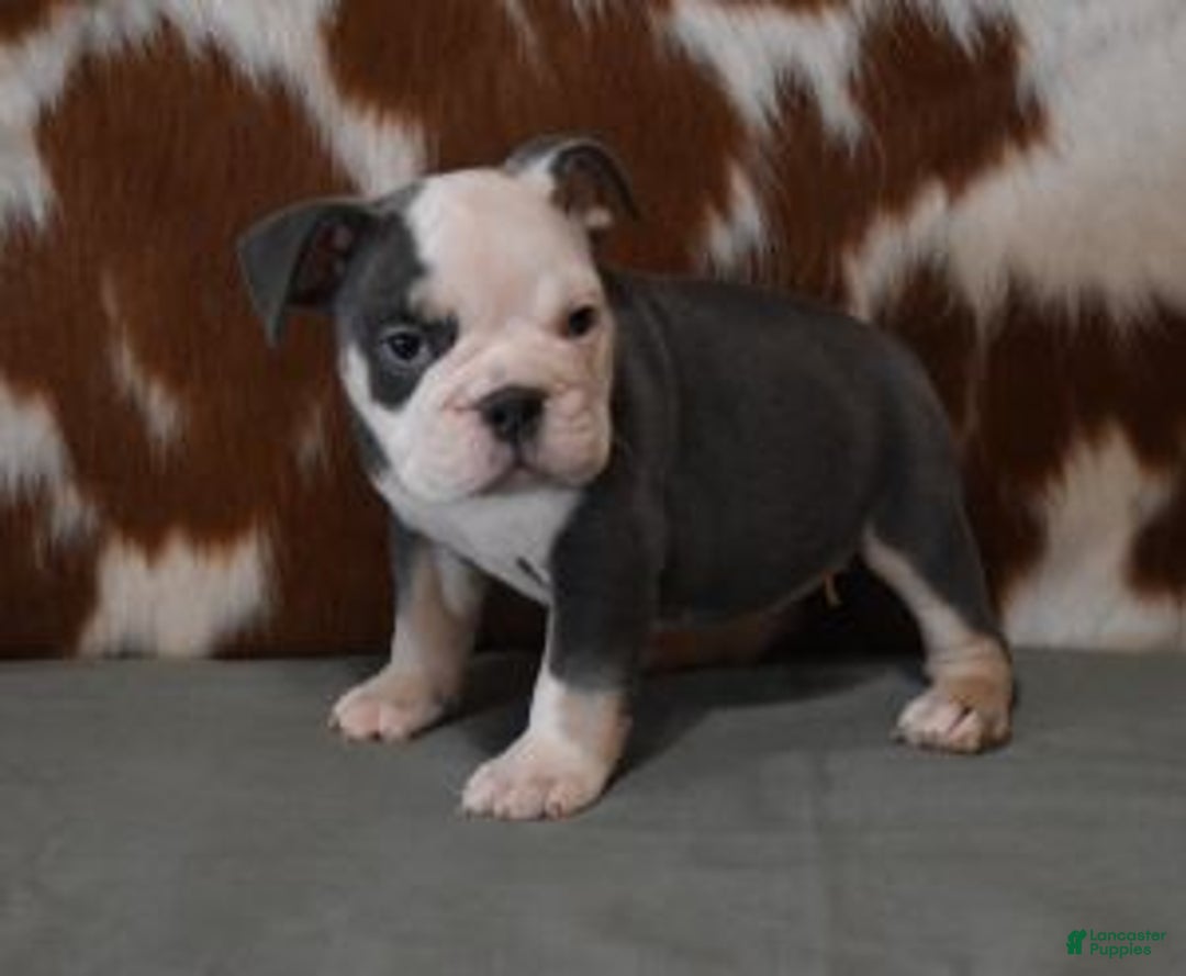 English Bulldog dogs for sale: BREE, FEMALE BLUE TRI - Ad 3