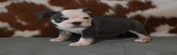 English Bulldog dogs for sale: BREE, FEMALE BLUE TRI - Ad 3