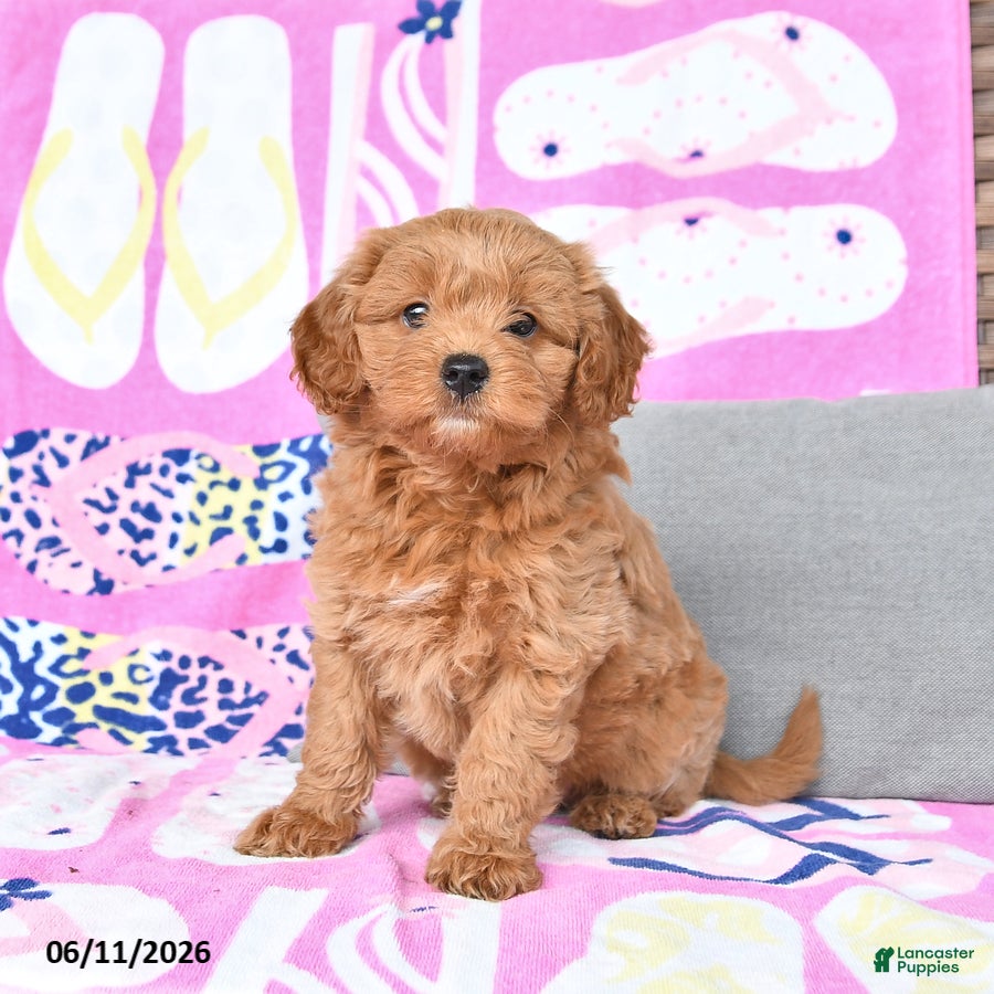 Mixed Breed dogs Goliath - Ad 1