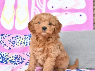 Mixed Breed dogs for sale: Goliath - Ad 1