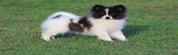 Pomeranian dogs for sale: Feather - Ad 4
