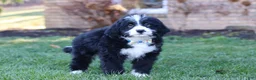 Bernedoodle dogs for sale: Jaxon - Ad 4