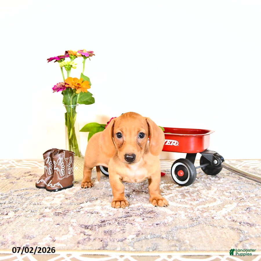 Miniature Dachshund dogs Shawn  - Ad 1