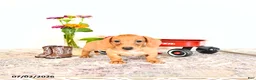 Miniature Dachshund dogs for sale: Shawn  - Ad 6