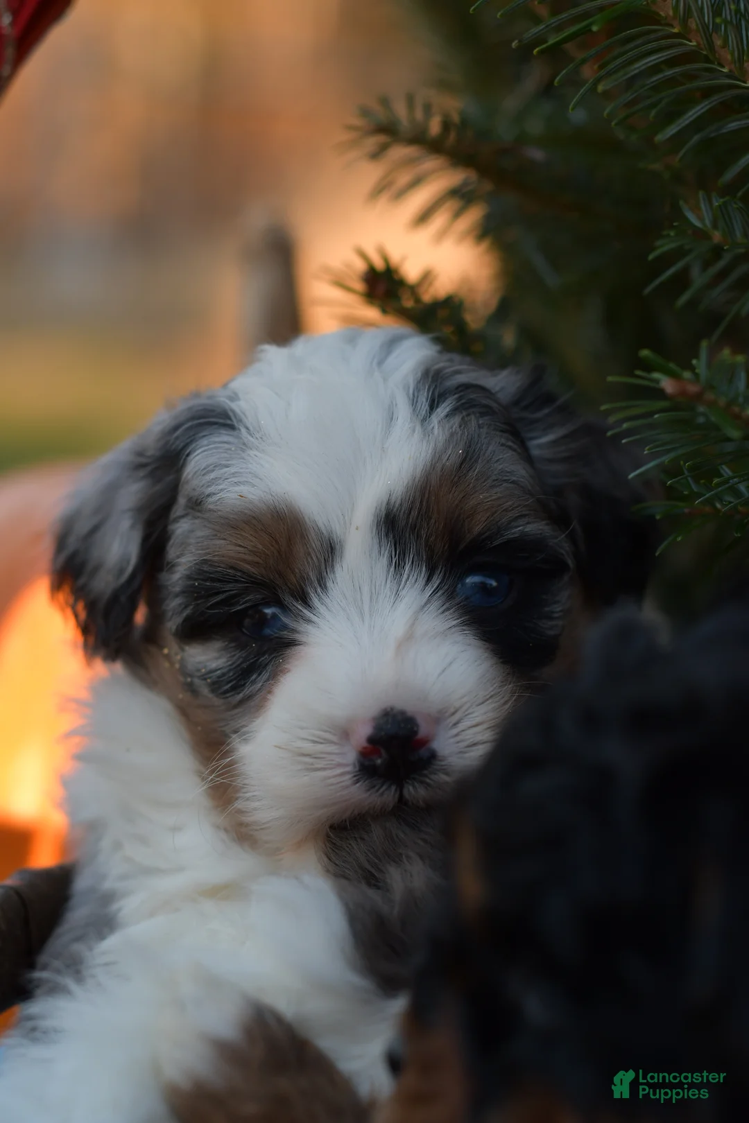 Mini Aussiedoodle dogs for sale: Rory - Ad 7