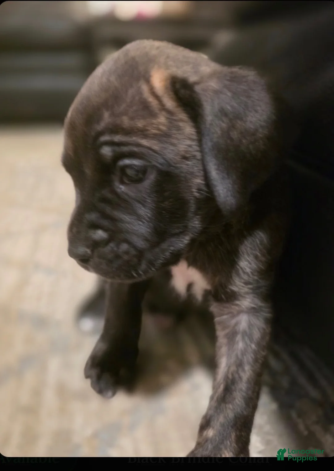 Mixed Breed dogs for sale: Mixed Breed 3 - Ad 2
