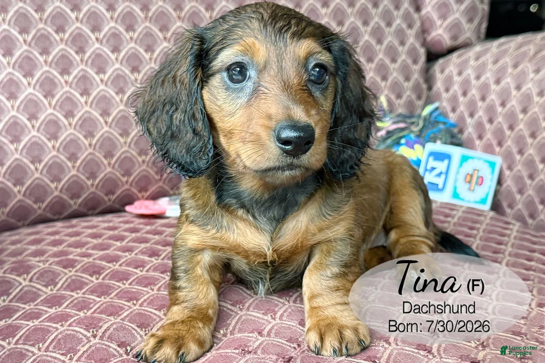 Dachshund dogs for sale: Tina - Ad 2