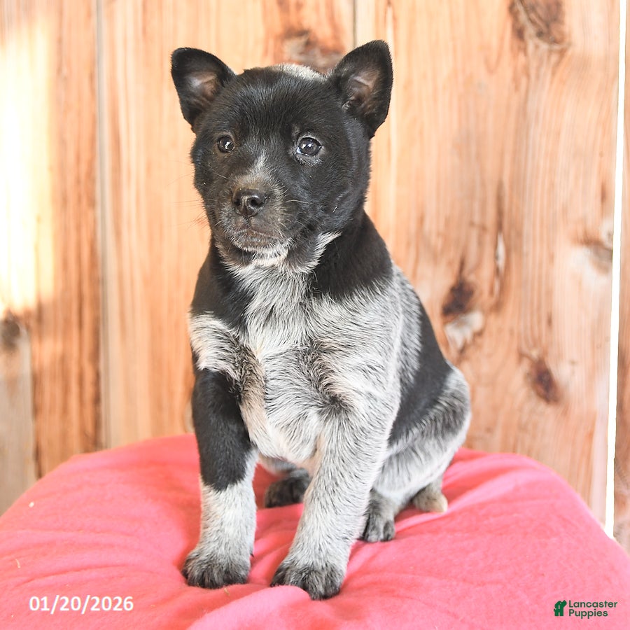 Australian Cattle Dog dogs Minnie - Ad 2