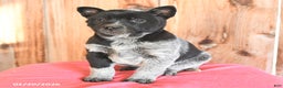 Australian Cattle Dog dogs for sale: Minnie - Ad 2