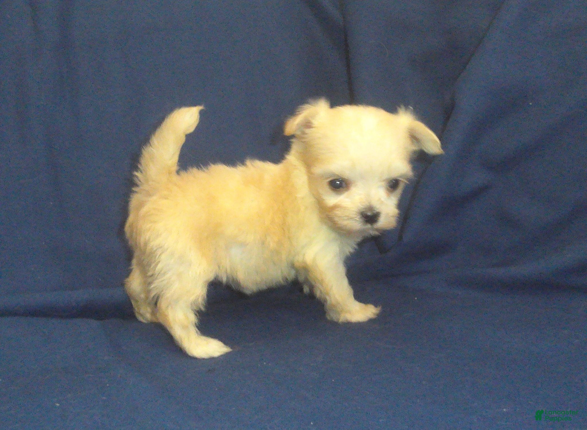 Maltipoo dogs for sale: Polly (teacup) - in home raised, no-shed, great for apartments - Ad 3