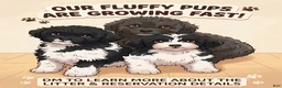 Shihpoo dogs for sale: Prince - Ad 4