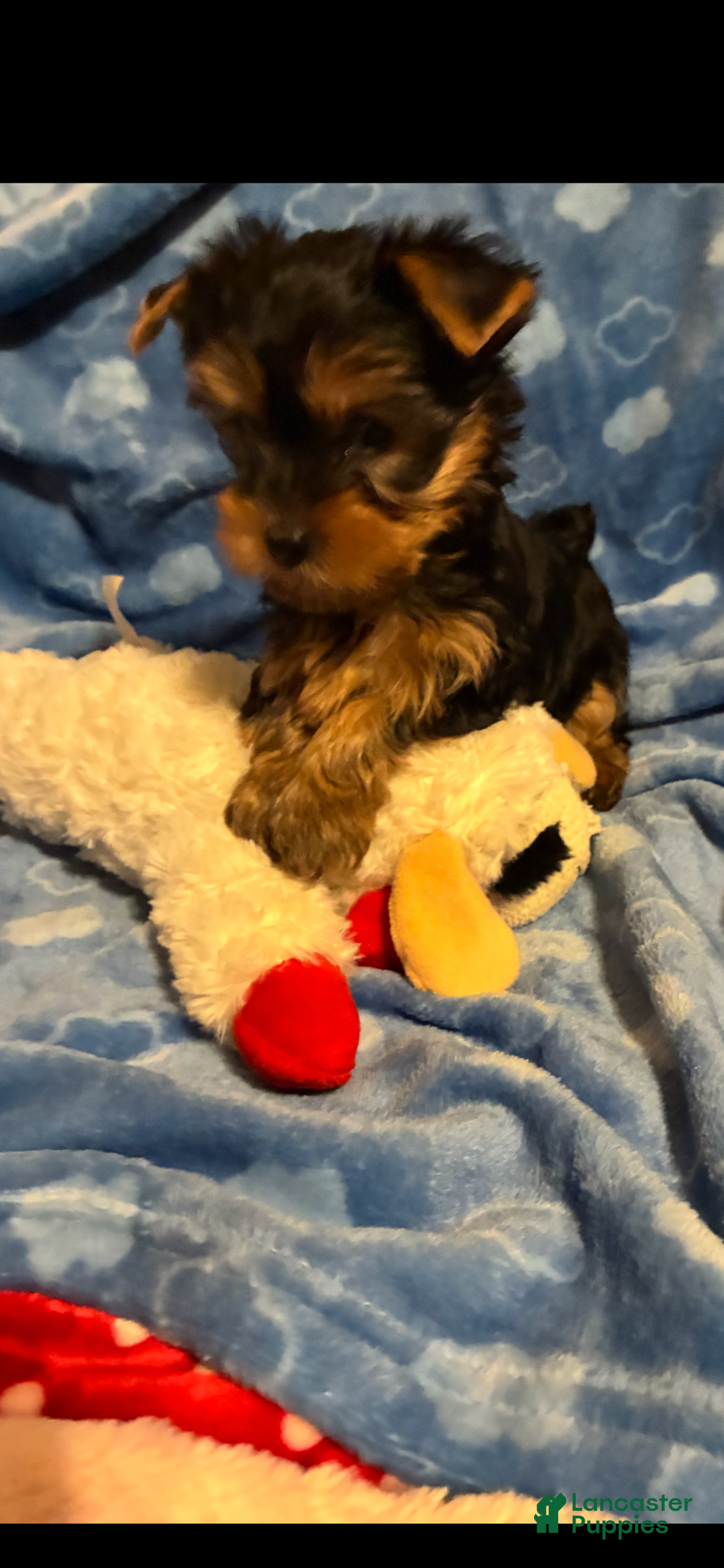 Yorkshire Terrier dogs Yorkshire Terrier Puppy 1 - Ad 6