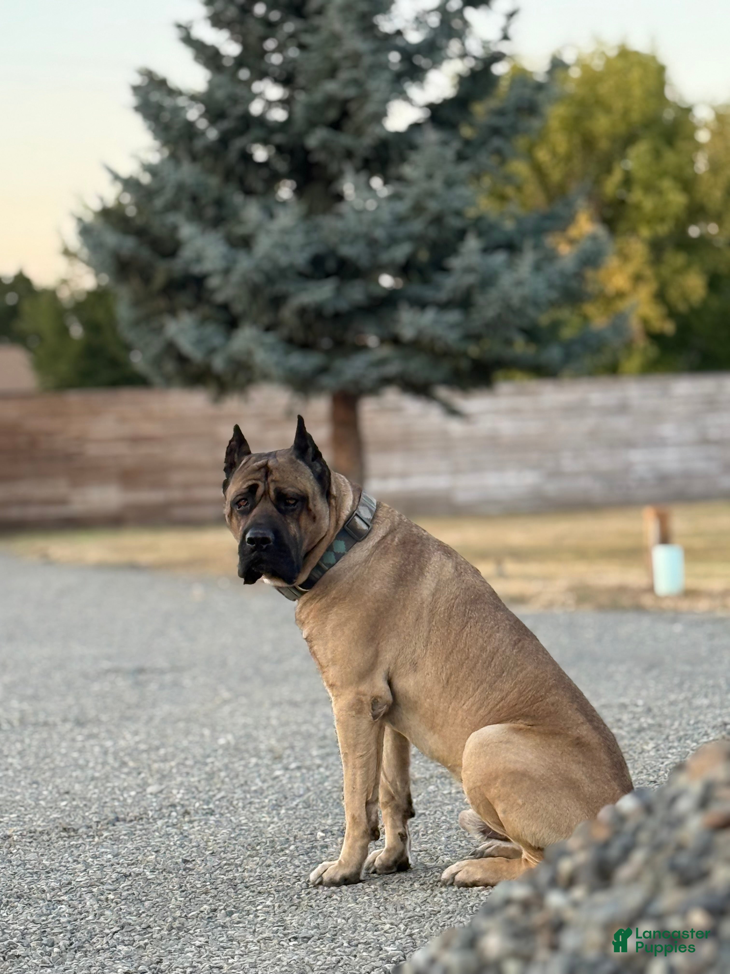 Gordo