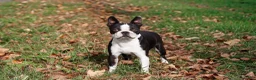 Boston Terrier dogs for sale: Ember - Ad 9
