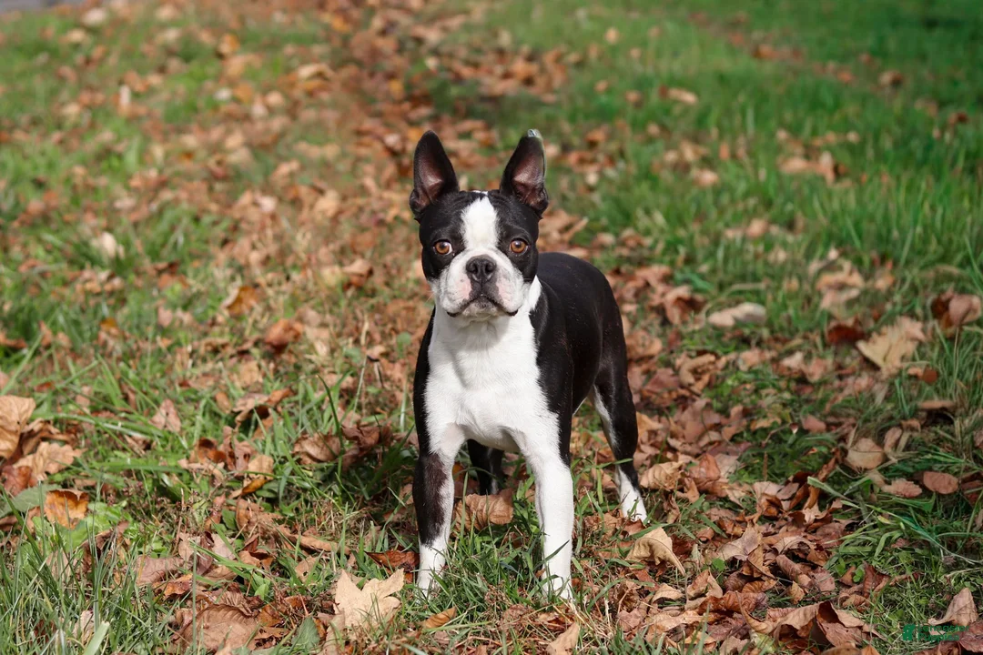 Boston Terrier dogs for sale: Ember - Ad 9
