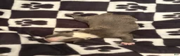 Boston Terrier dogs for sale: Bashful-Blue & White - Ad 3
