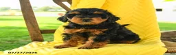 Mini Bernedoodle dogs for sale: Chloe - Ad 1