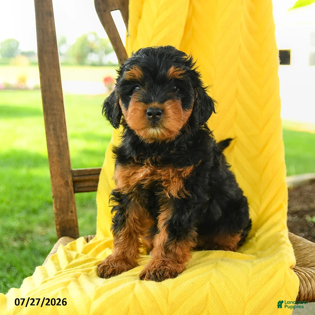 Mini Bernedoodle dogs for sale: Chloe - Ad 1