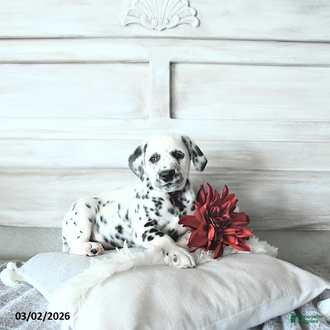 Dalmatian dogs for sale: Reno - Ad 1