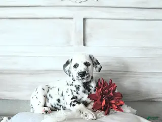 Dalmatian dogs for sale: Reno - Ad 2