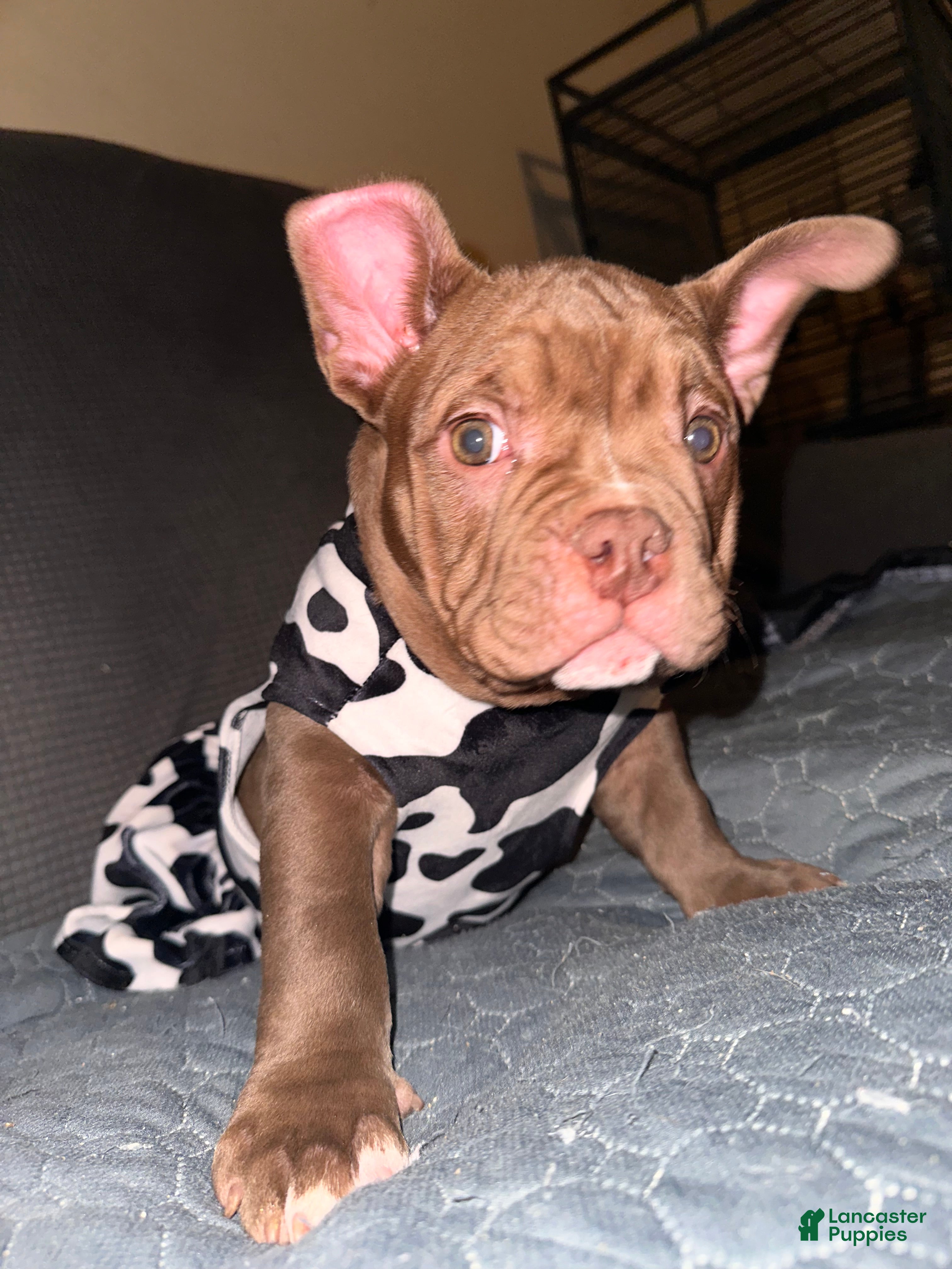 American Bully dogs Pepper - Ad 4