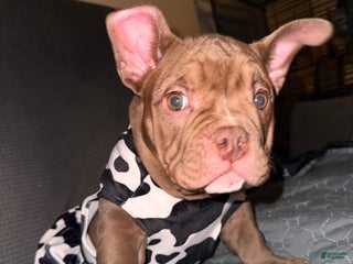 American Bully dogs Pepper - Ad 9