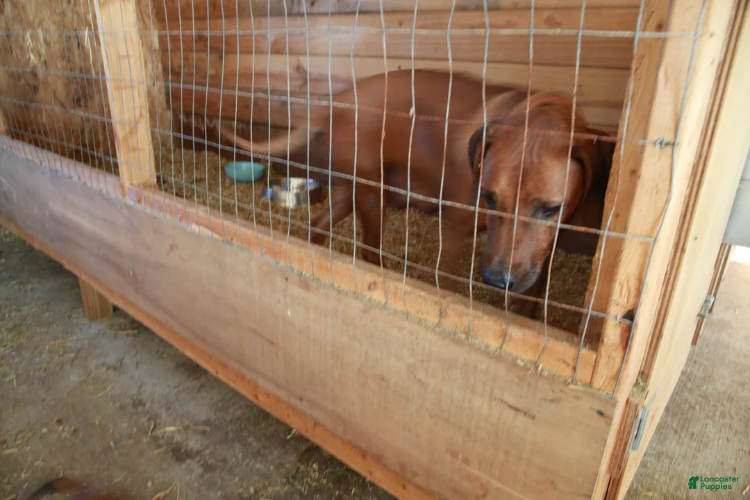 Rhodesian Ridgeback dogs for sale: Grizzly - Ad 3