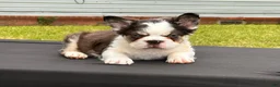 French Bulldog dogs for sale: Puddin Pop - Ad 4
