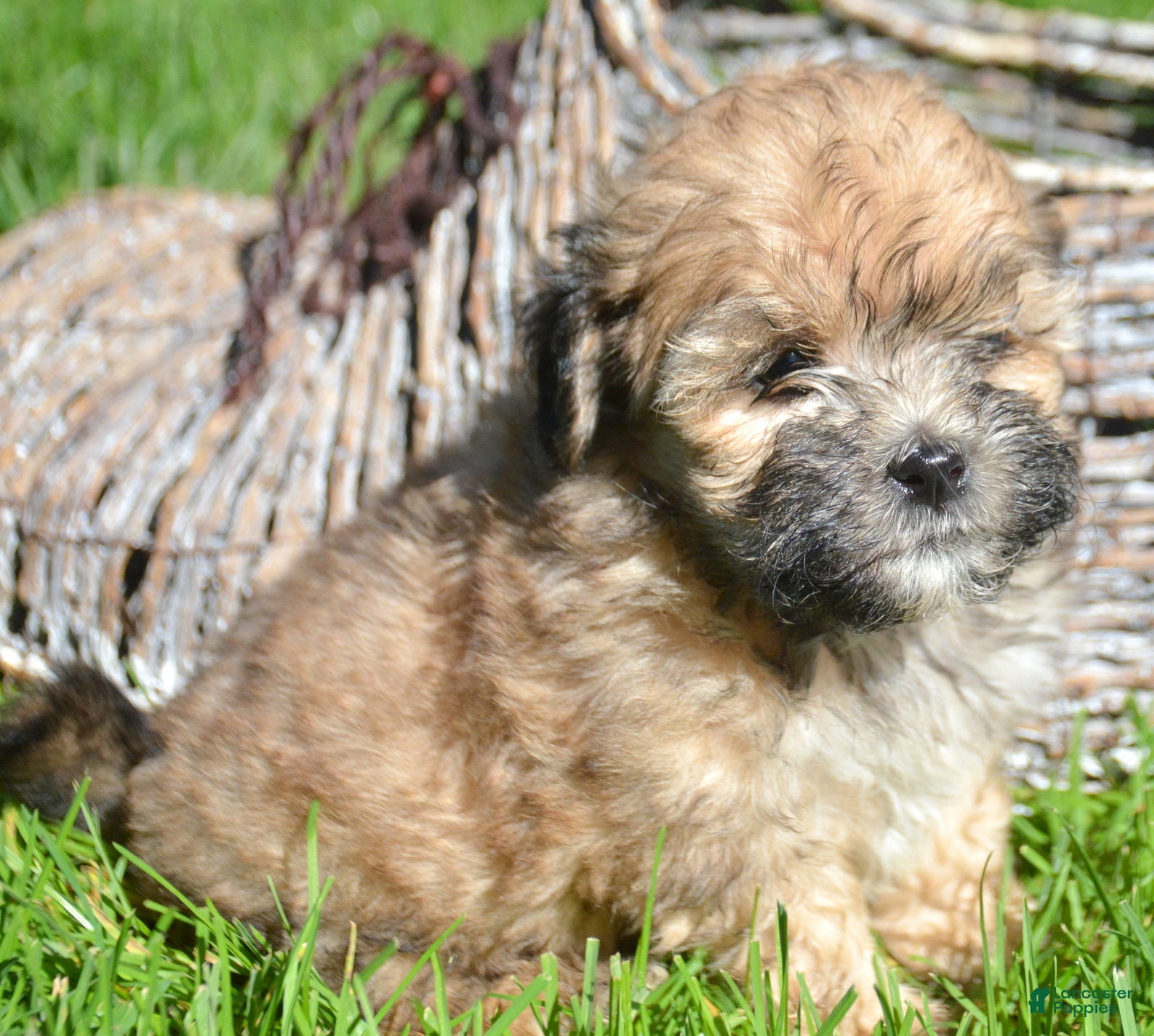 Shihpoo dogs Shelly Shihpoo 3 - Ad 2