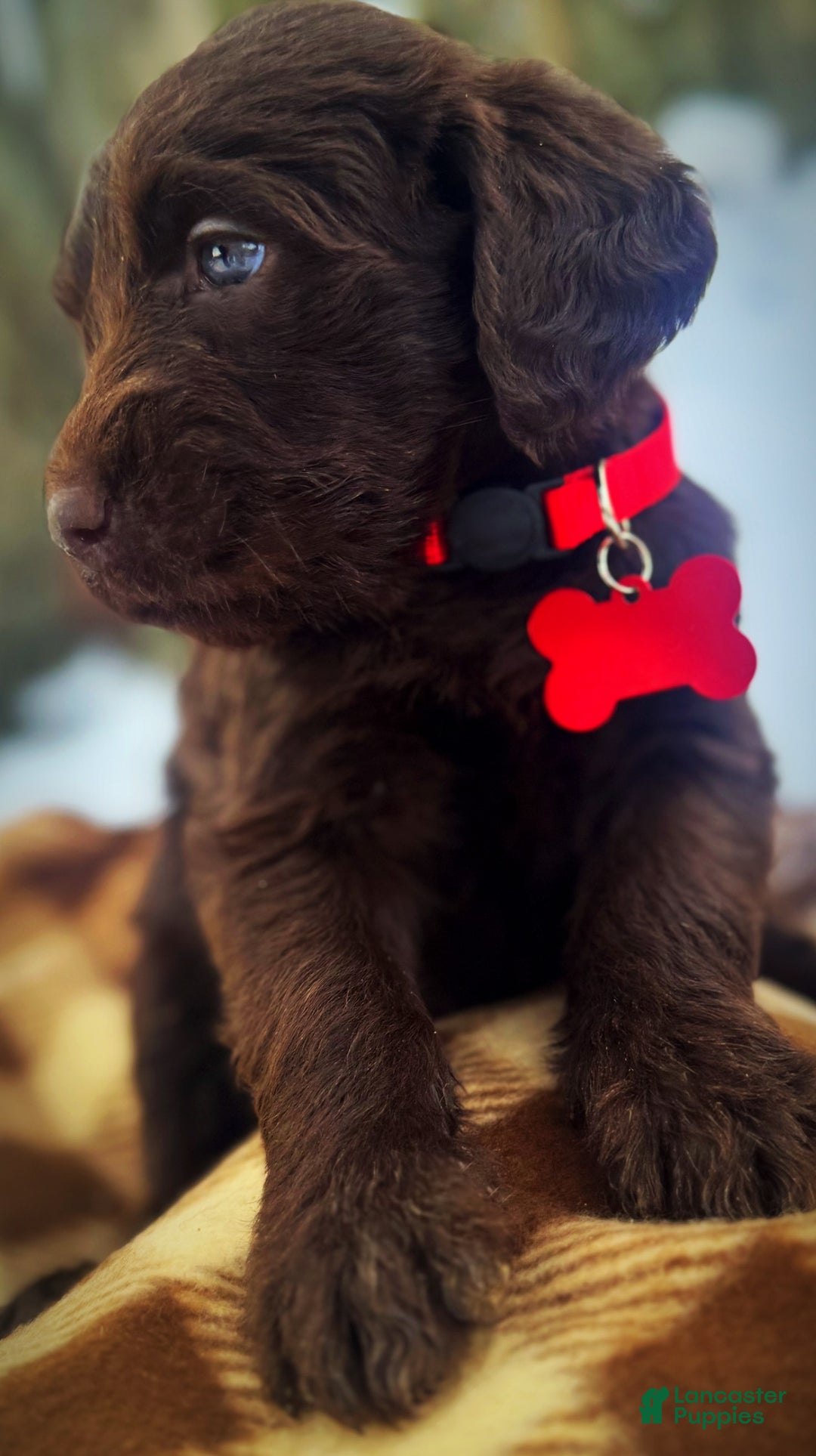 Labradoodle dogs for sale: Labradoodle Puppy 1 - Ad 10