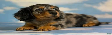 Akc Kirby LH OFA PRA clear chocolate carrier 