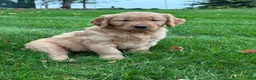 Golden Retriever dogs for sale: Nash - Ad 6