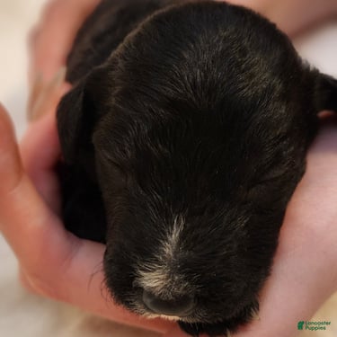 Mini Aussiedoodle dogs for sale: Scout_Male Tri-Color Possible Phantom - Ad 9