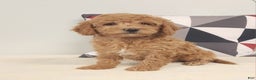 Mini Goldendoodle dogs for sale: Diane Mini Goldendoodle Puppy 1 - Ad 3