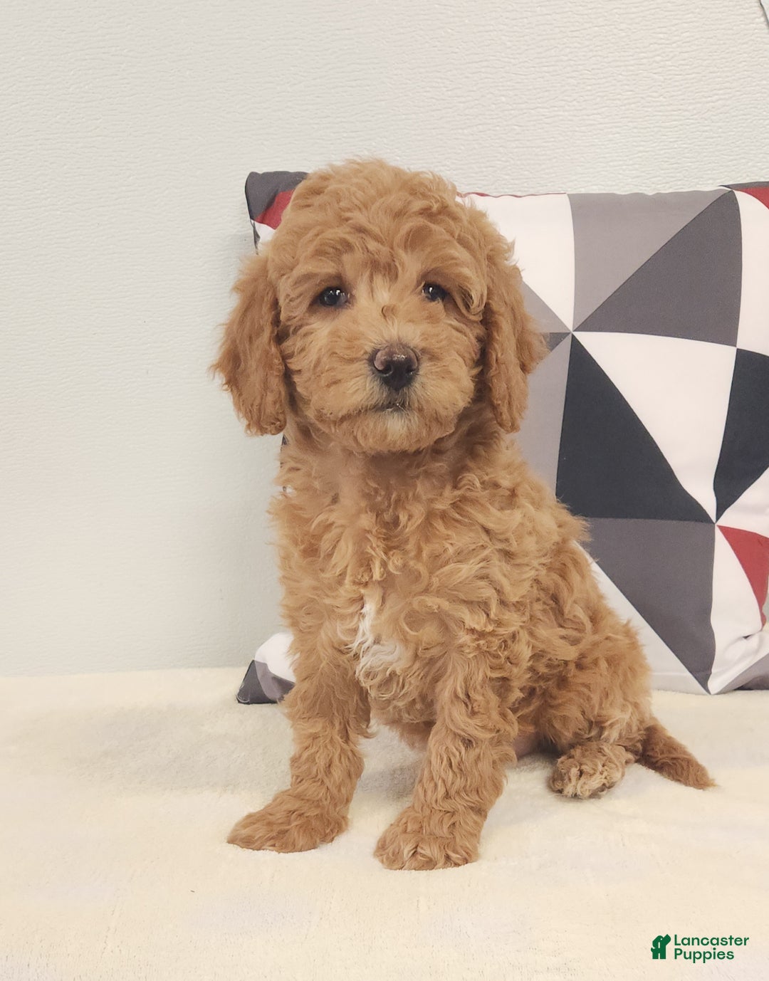 Mini Goldendoodle dogs for sale: Diane Mini Goldendoodle Puppy 1 - Ad 3