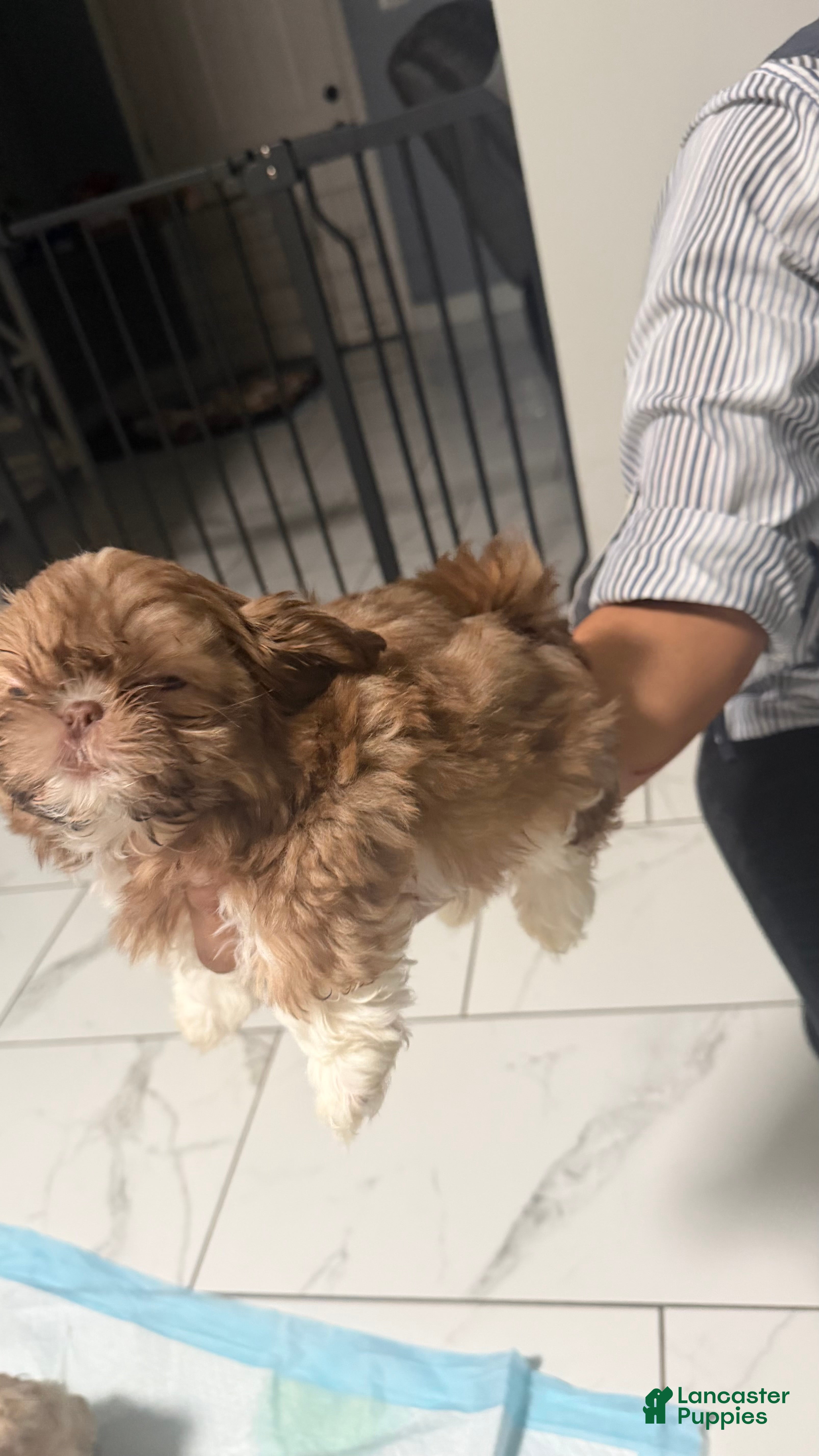 Shih Tzu dogs Shih Tzu Puppy 2 - Ad 42