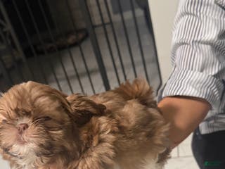 Shih Tzu dogs Shih Tzu Puppy 2 - Ad 42