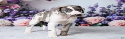 Great Dane dogs for sale: Annie - Ad 7