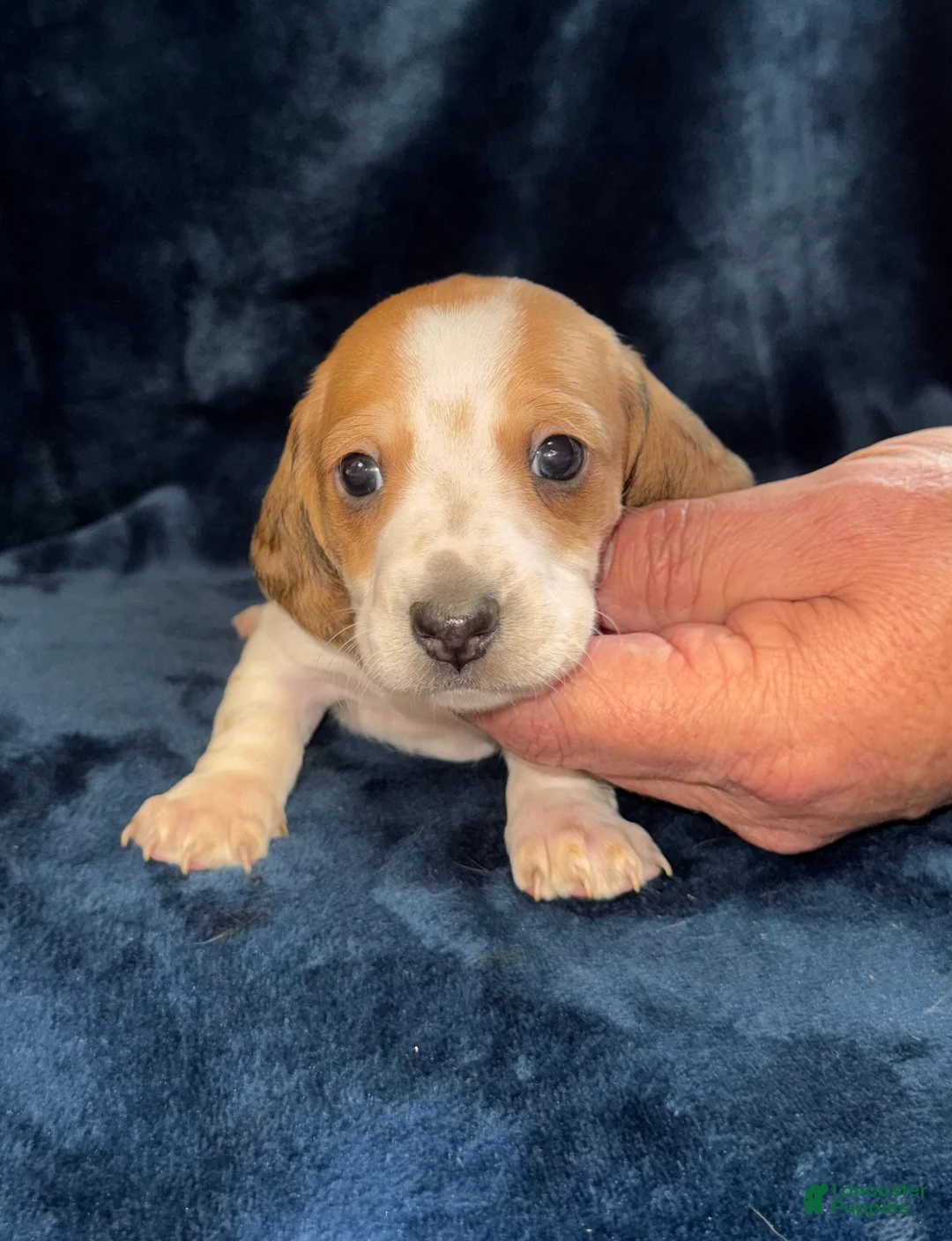 Miniature Dachshund dogs for sale: Chase - Ad 2
