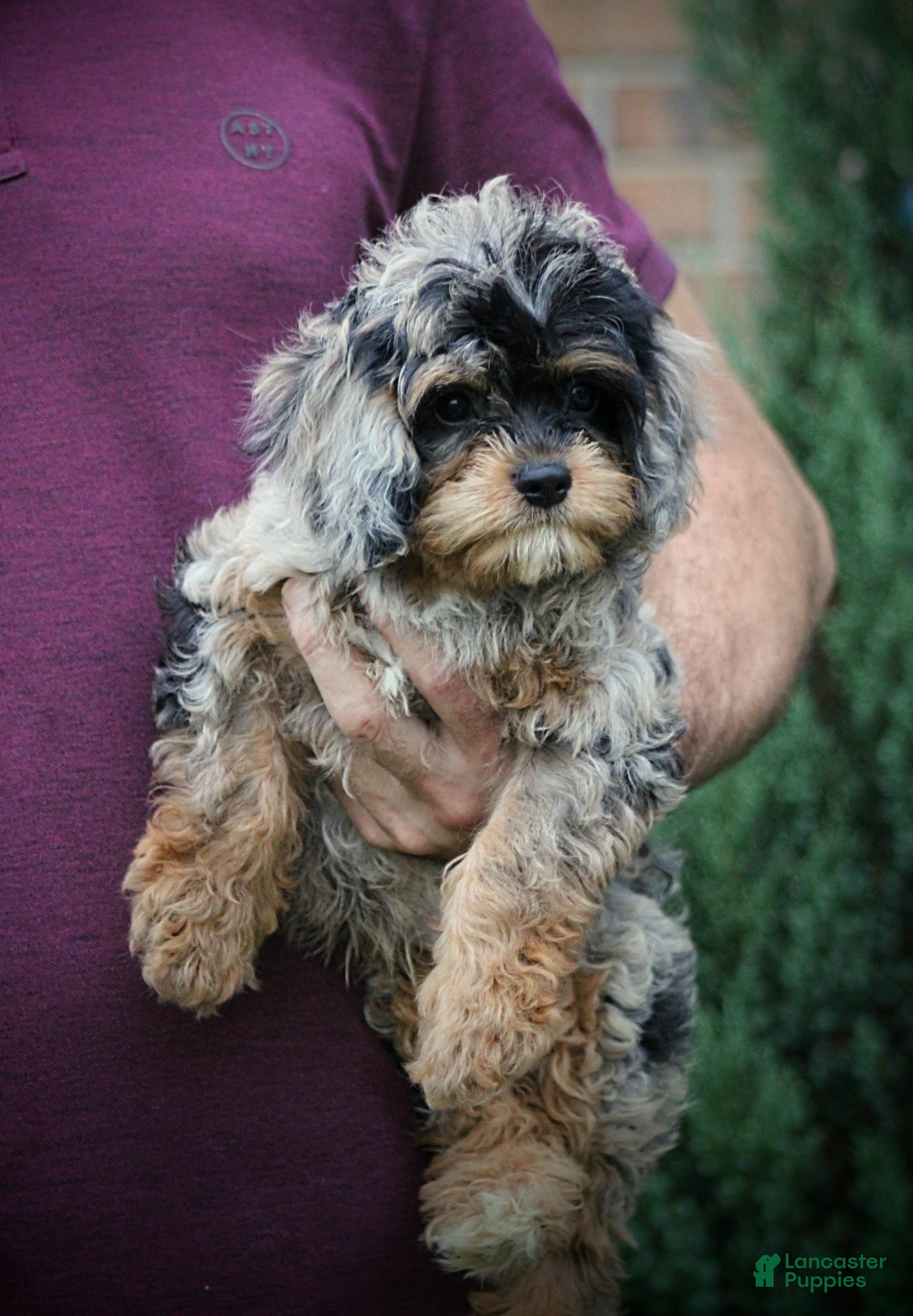 Cavapoo dogs Robo - Ad 2