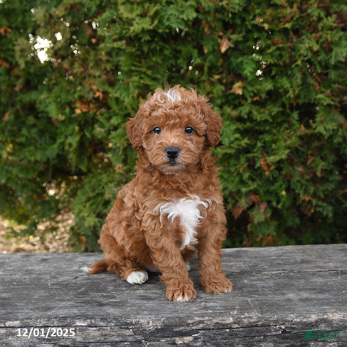 Mini Goldendoodle dogs Frosty - Ad 39