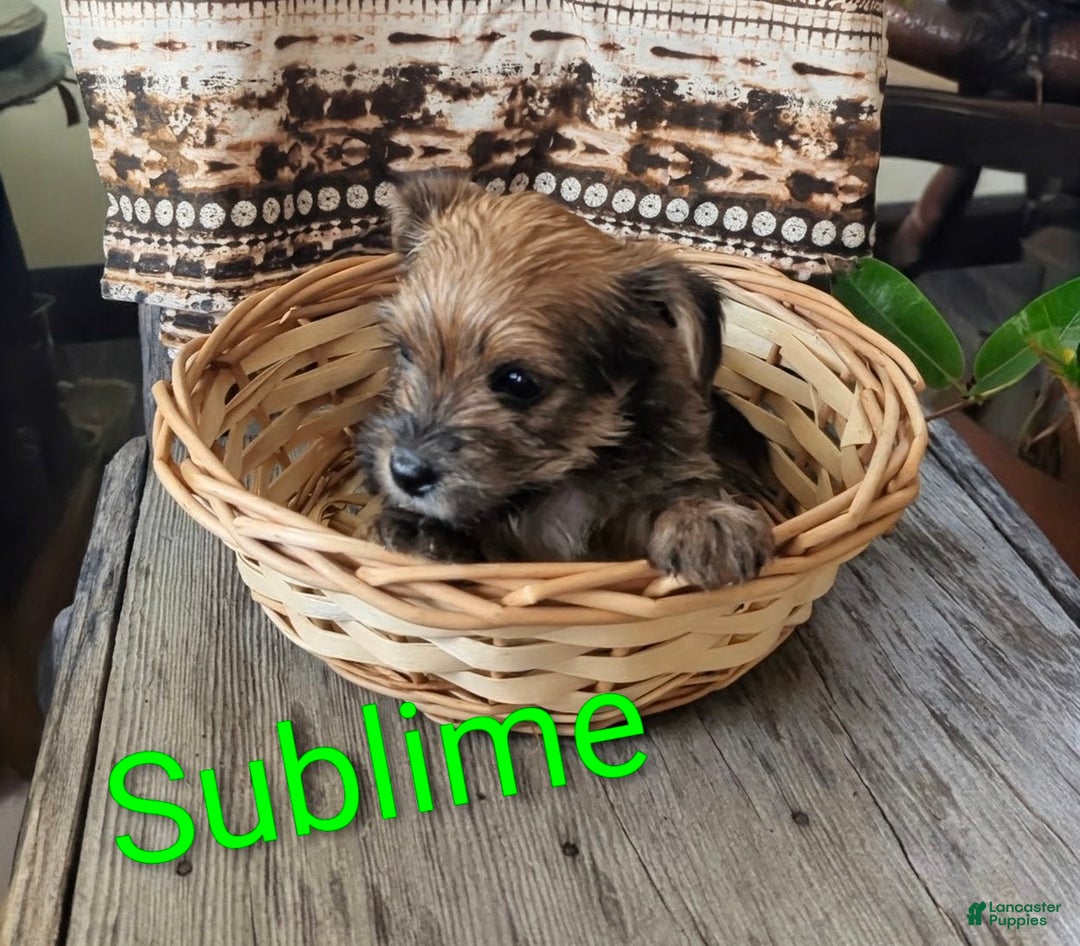 Yorkshire Terrier dogs for sale: Sublime - Ad 2