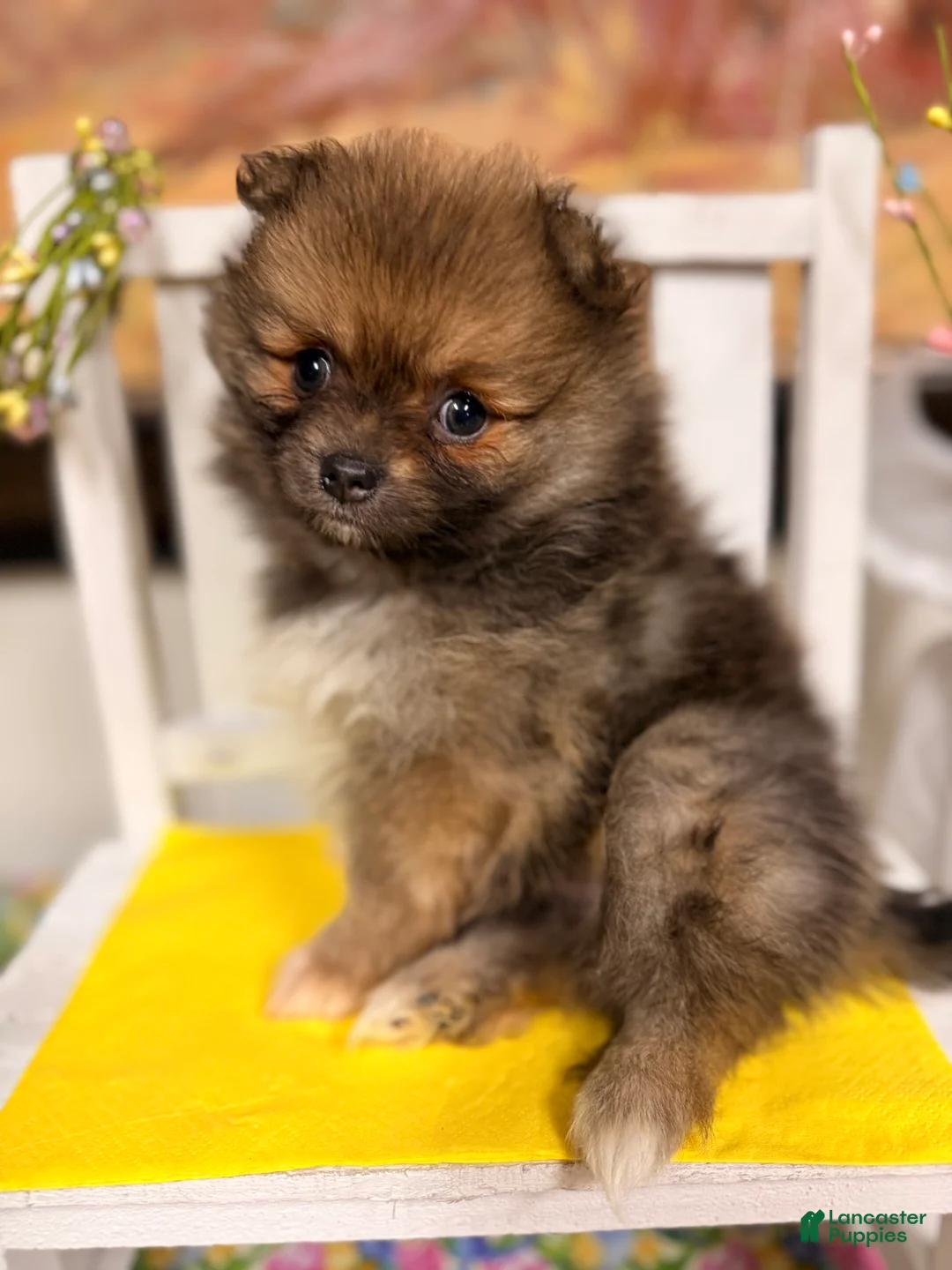 Pomeranian dogs for sale:  Beth  - Ad 1