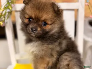 Pomeranian dogs for sale: Beth - Ad 1
